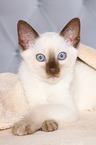 Thai Kitten