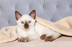 Thai Kitten