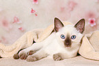Thai Kitten