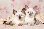 Thai Kitten