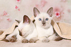 Thai Kitten