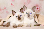Thai Kitten