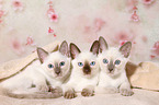 Thai Kitten