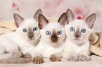 Thai Kitten