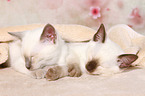 Thai Kitten