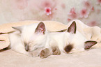 Thai Kitten