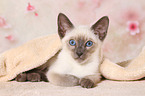 Thai Kitten