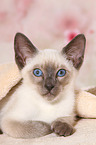 Thai Kitten