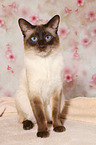 Thai tomcat