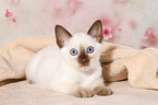 Thai Kitten