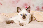 Thai Kitten