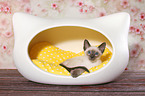 Thai Kitten