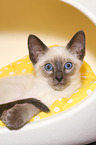 Thai Kitten