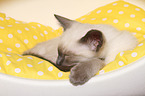 Thai Kitten