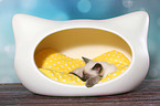 Thai Kitten