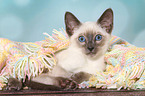 Thai Kitten