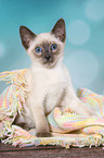 Thai Kitten
