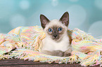 Thai Kitten