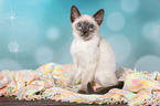 Thai Kitten
