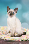 Thai Kitten