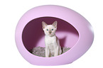 Thai Kitten
