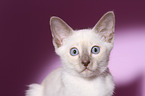 Thai Kitten