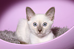 Thai Kitten