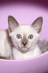 Thai Kitten