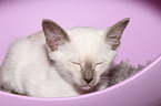 Thai Kitten