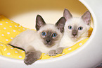 Thai Kitten