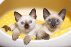 Thai Kitten