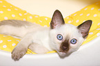 Thai Kitten