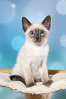 Thai Kitten