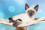 Thai Kitten