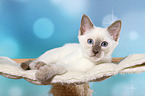 Thai Kitten