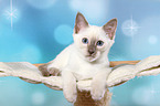 Thai Kitten