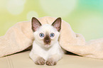 Thai Kitten
