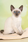 Thai Kitten