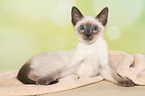 Thai Kitten