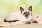 Thai Kitten