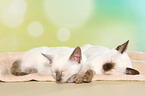 Thai Kitten