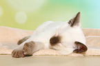 Thai Kitten