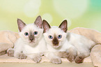 Thai Kitten
