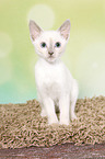 Thai Kitten