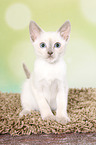 Thai Kitten