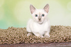 Thai Kitten