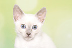 Thai Kitten