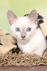 Thai Kitten