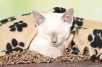 Thai Kitten