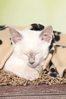 Thai Kitten